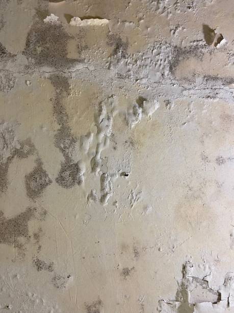 Professional Mold Remediation in Marco Island, FL