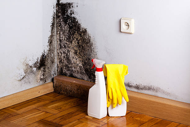 Best White Mold Remediation in Marco Island, FL